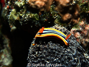 Nudibranch by Sigitas Sirvydas 